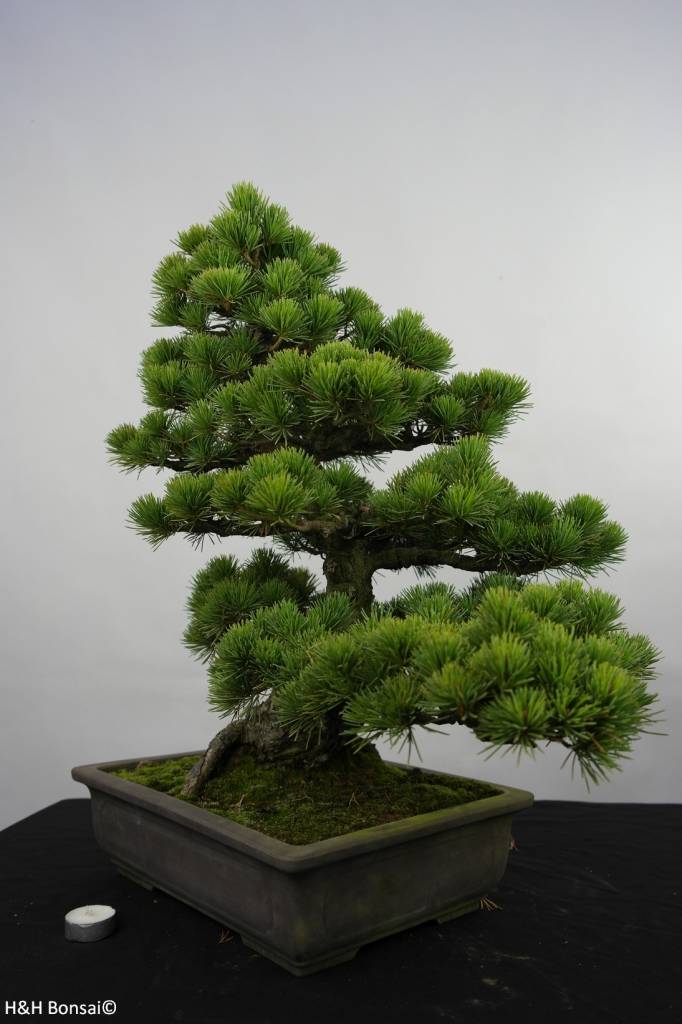 Download Bonsai Pinus Jepang Nomer 32