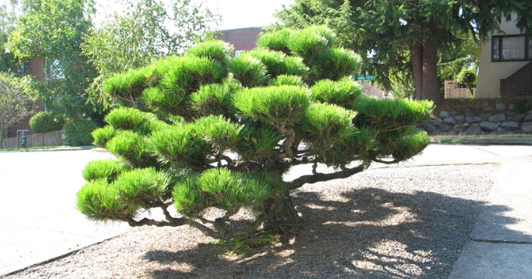 Detail Bonsai Pinus Jepang Nomer 33