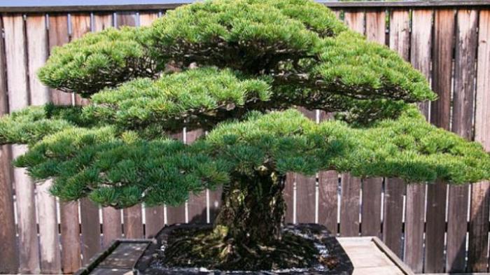 Detail Bonsai Pinus Jepang Nomer 35