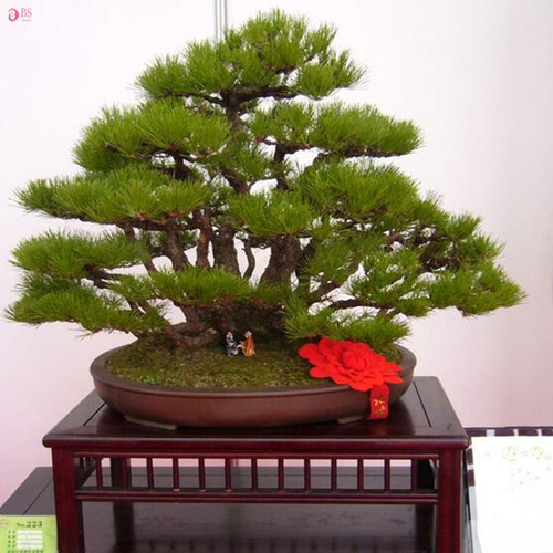 Detail Bonsai Pinus Jepang Nomer 40