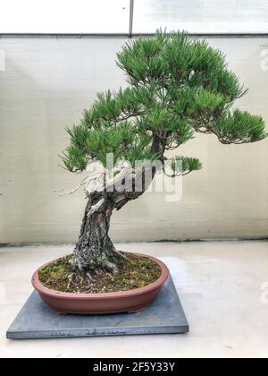 Detail Bonsai Pinus Jepang Nomer 41