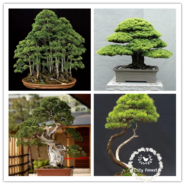 Detail Bonsai Pinus Jepang Nomer 42