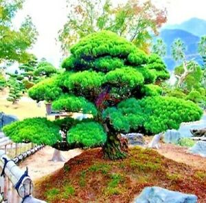 Detail Bonsai Pinus Jepang Nomer 43