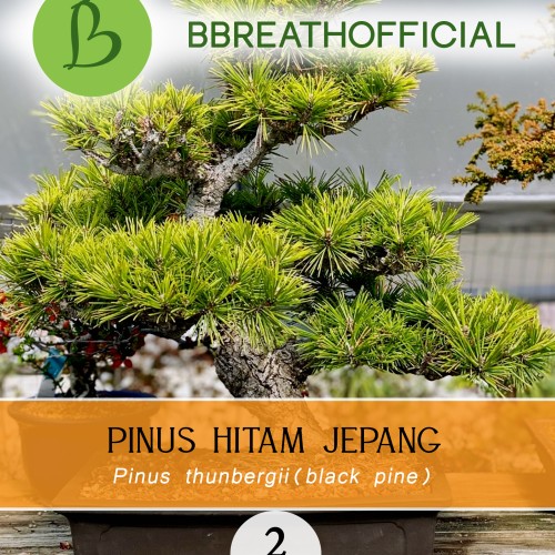 Download Bonsai Pinus Jepang Nomer 46