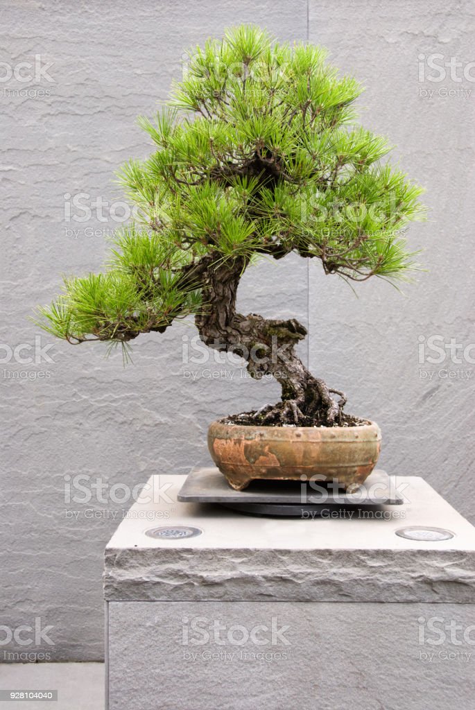 Detail Bonsai Pinus Jepang Nomer 48