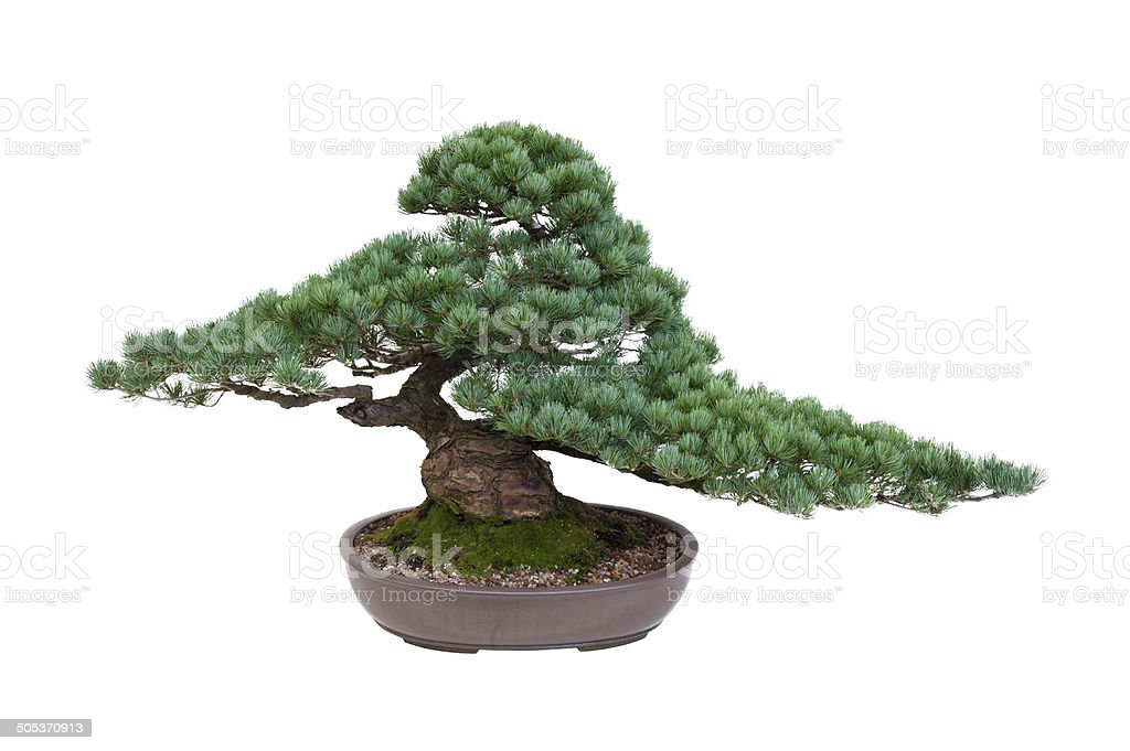 Detail Bonsai Pinus Jepang Nomer 49