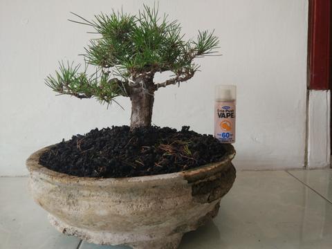 Detail Bonsai Pinus Jepang Nomer 53