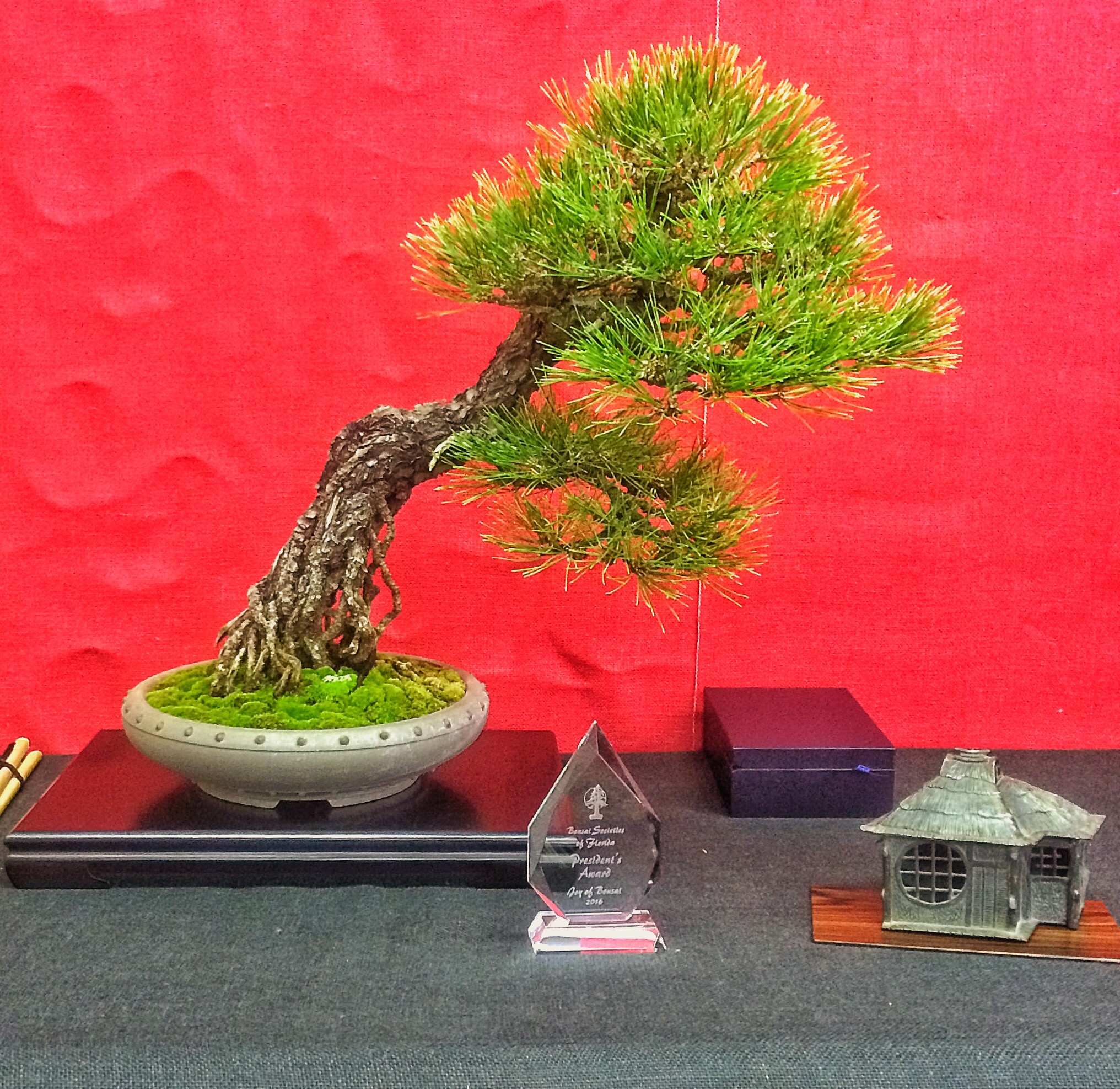 Detail Bonsai Pinus Jepang Nomer 56