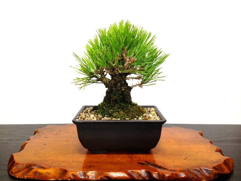 Detail Bonsai Pinus Jepang Nomer 8