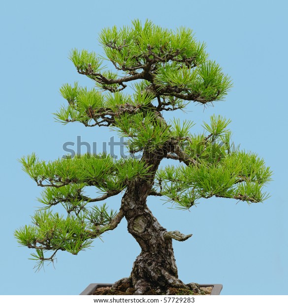 Detail Bonsai Pinus Jepang Nomer 9