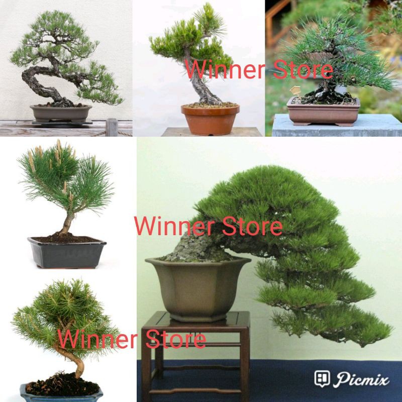 Detail Bonsai Pinus Jepang Nomer 10