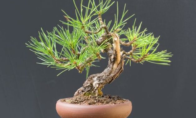 Detail Bonsai Pinus Lokal Nomer 2