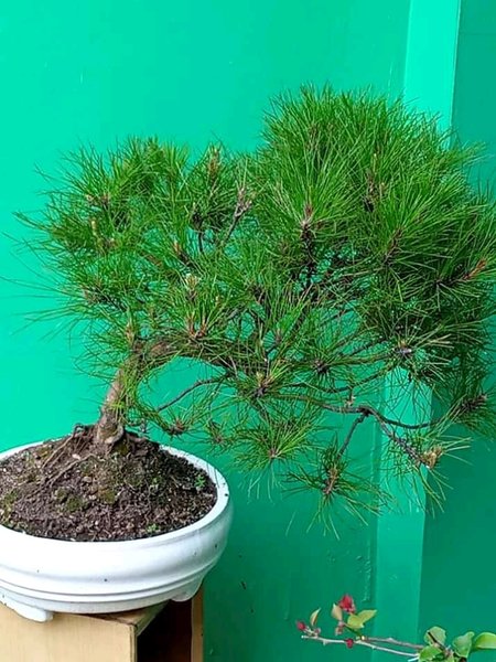 Detail Bonsai Pinus Lokal Nomer 11