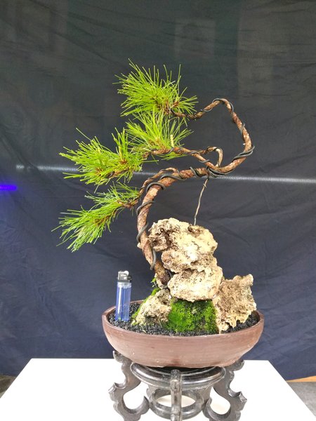 Detail Bonsai Pinus Lokal Nomer 13