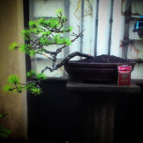 Detail Bonsai Pinus Lokal Nomer 14