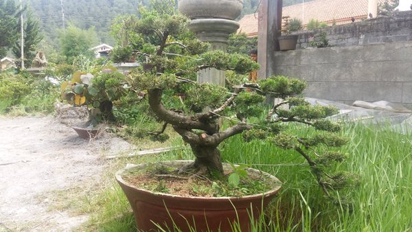 Detail Bonsai Pinus Lokal Nomer 15