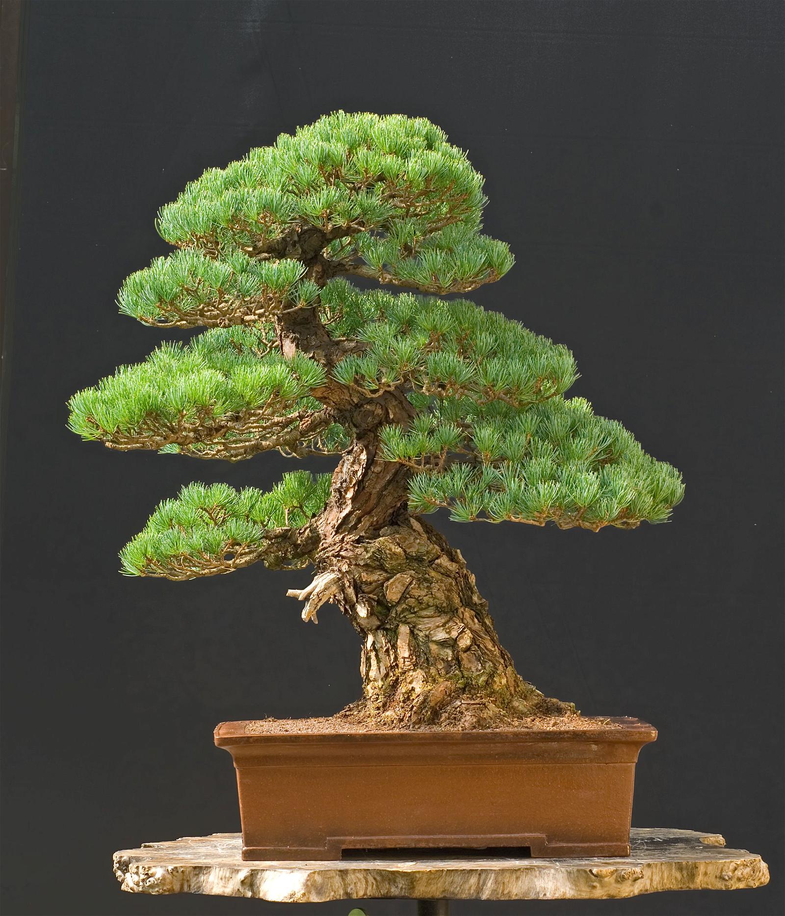 Detail Bonsai Pinus Lokal Nomer 18