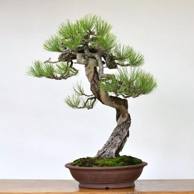Detail Bonsai Pinus Lokal Nomer 24
