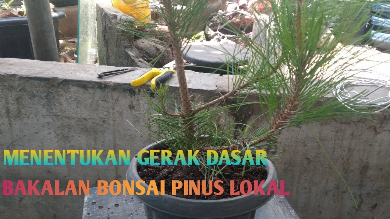 Detail Bonsai Pinus Lokal Nomer 27