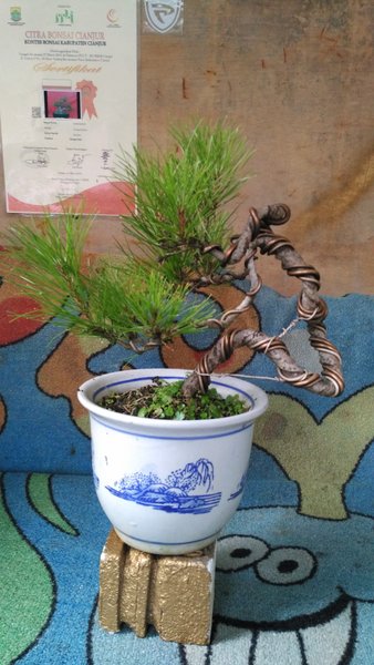 Detail Bonsai Pinus Lokal Nomer 30