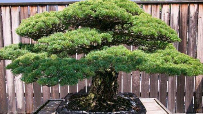 Detail Bonsai Pinus Lokal Nomer 35