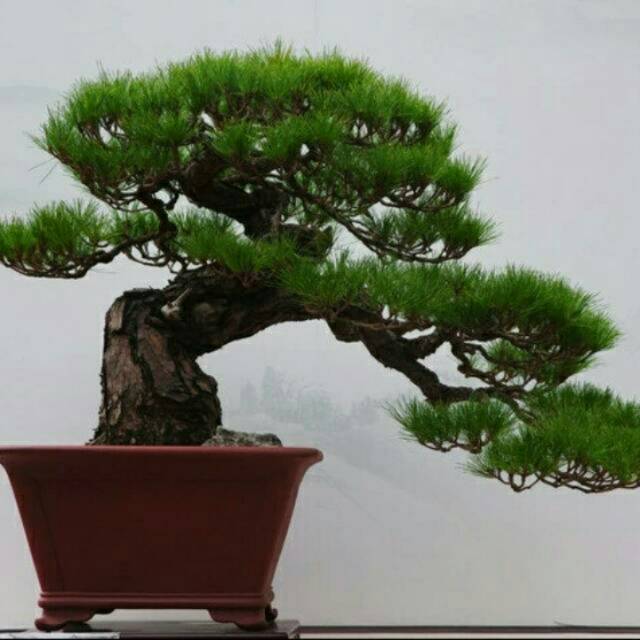 Detail Bonsai Pinus Lokal Nomer 42