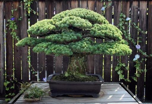 Detail Bonsai Pinus Lokal Nomer 43