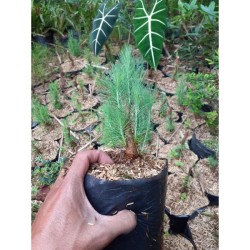 Detail Bonsai Pinus Lokal Nomer 47