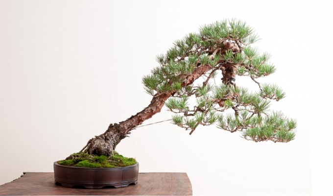 Download Bonsai Pinus Lokal Nomer 48