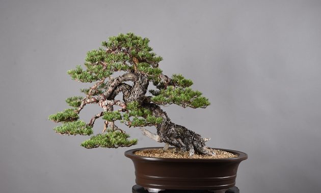 Detail Bonsai Pinus Lokal Nomer 50