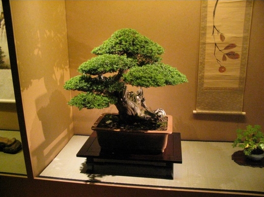 Detail Bonsai Pinus Lokal Nomer 54