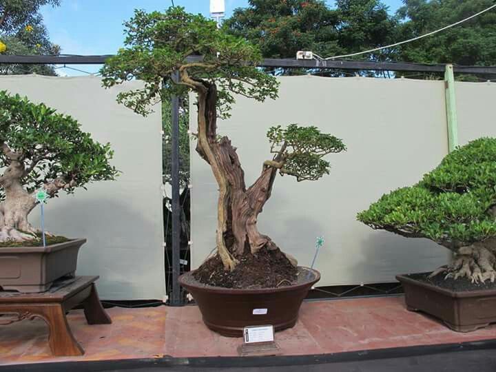 Detail Bonsai Pinus Lokal Nomer 55