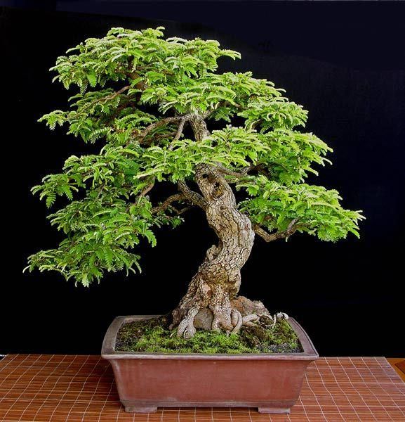 Detail Bonsai Pohon Ara Nomer 11