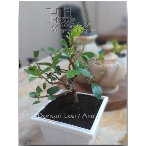 Detail Bonsai Pohon Ara Nomer 15