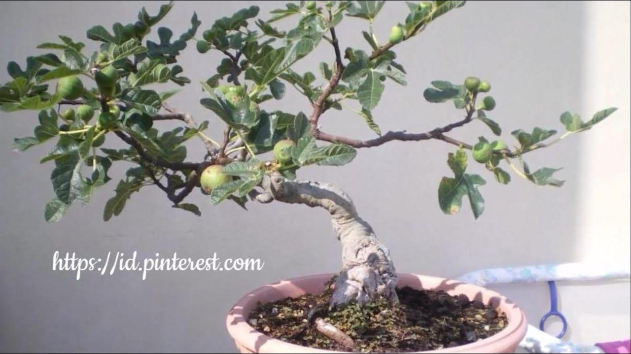 Detail Bonsai Pohon Ara Nomer 21