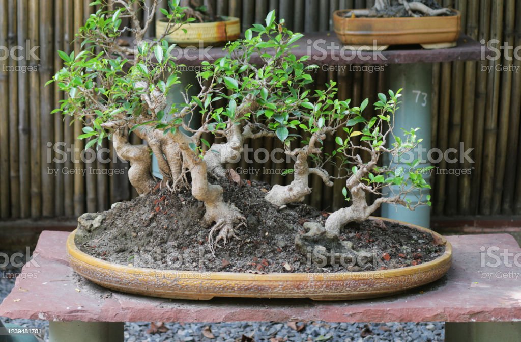 Detail Bonsai Pohon Ara Nomer 22