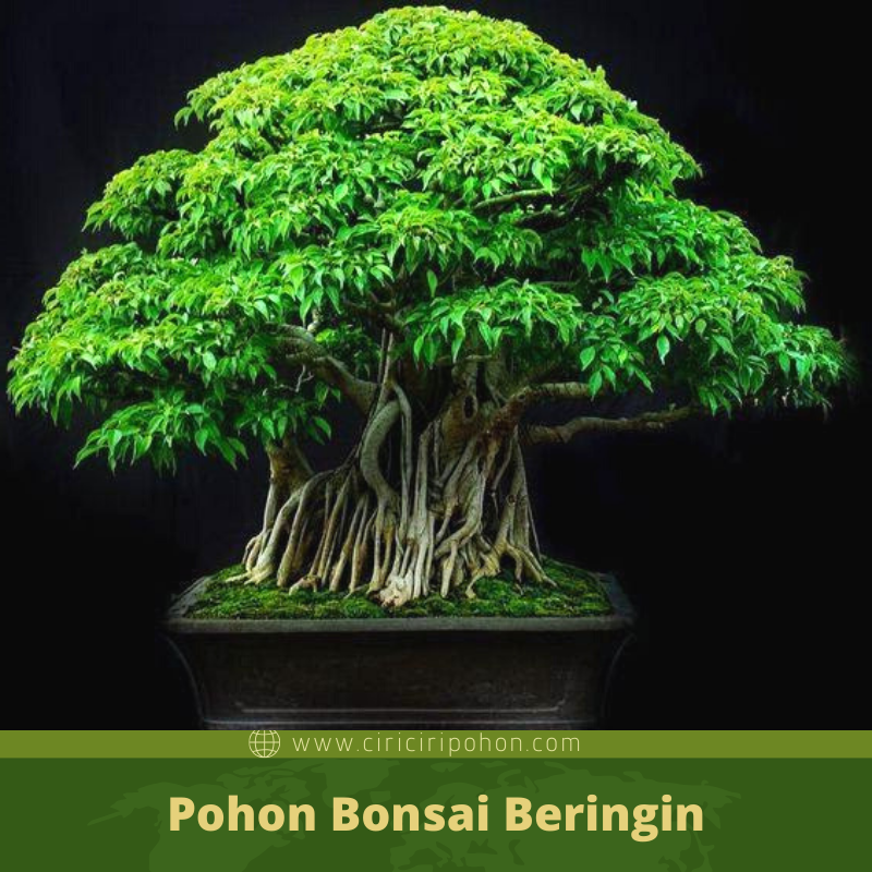 Detail Bonsai Pohon Ara Nomer 23