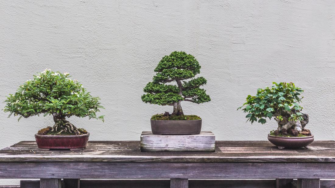 Detail Bonsai Pohon Ara Nomer 28