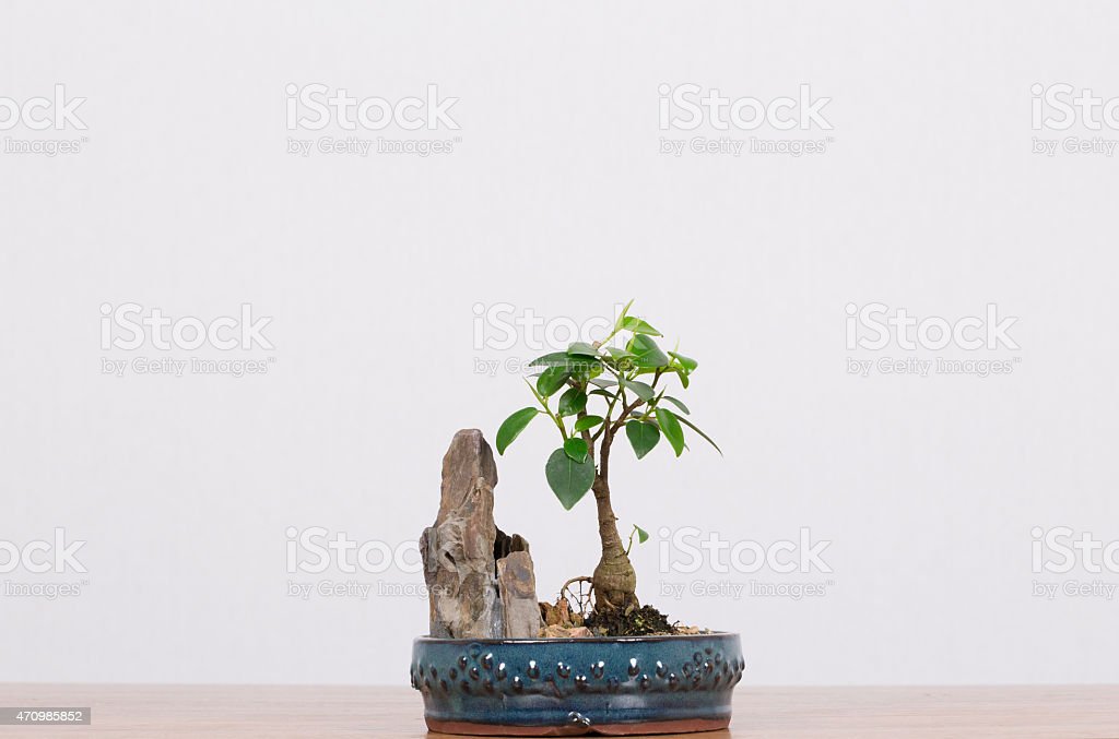 Detail Bonsai Pohon Ara Nomer 31