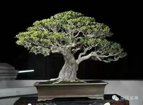 Detail Bonsai Pohon Ara Nomer 34