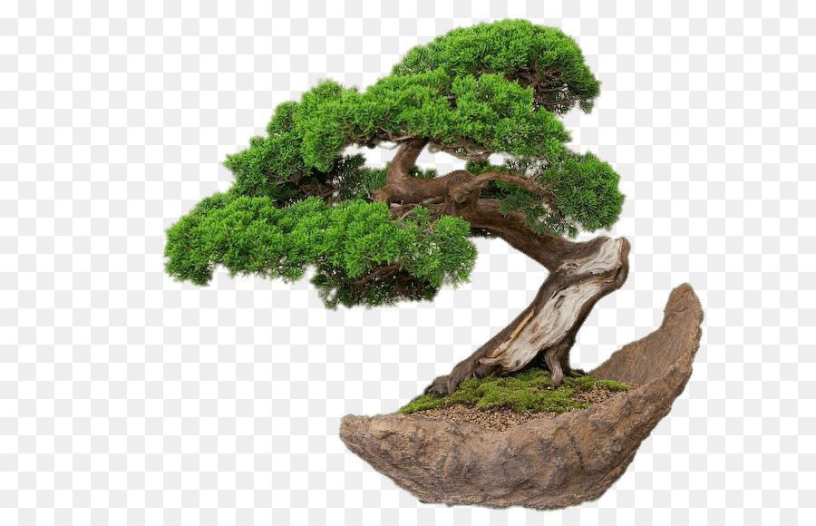 Detail Bonsai Pohon Ara Nomer 43