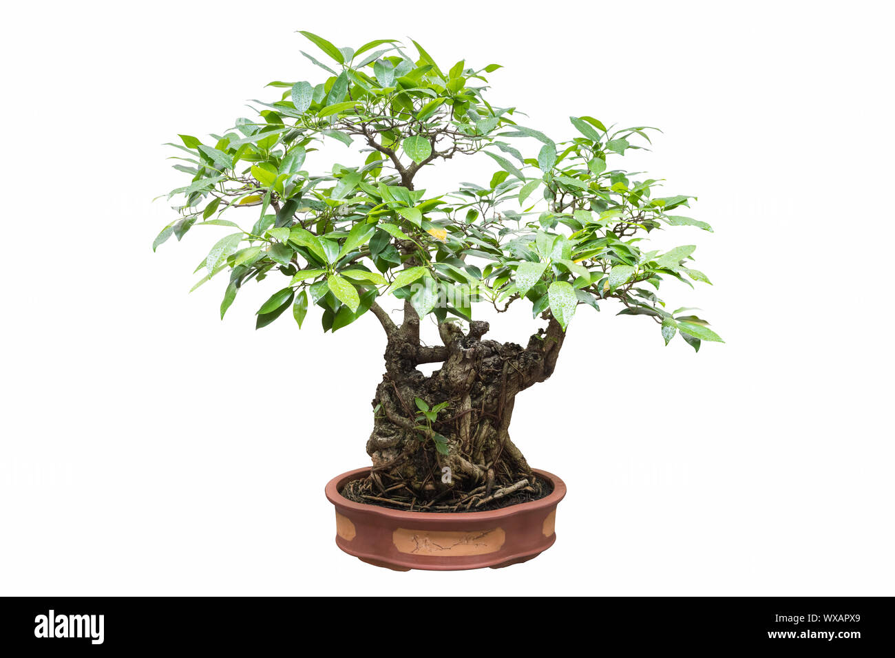 Detail Bonsai Pohon Ara Nomer 45