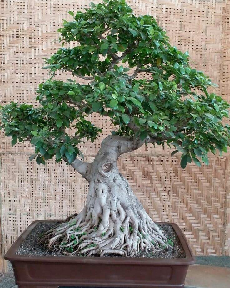 Detail Bonsai Pohon Bulu Nomer 16