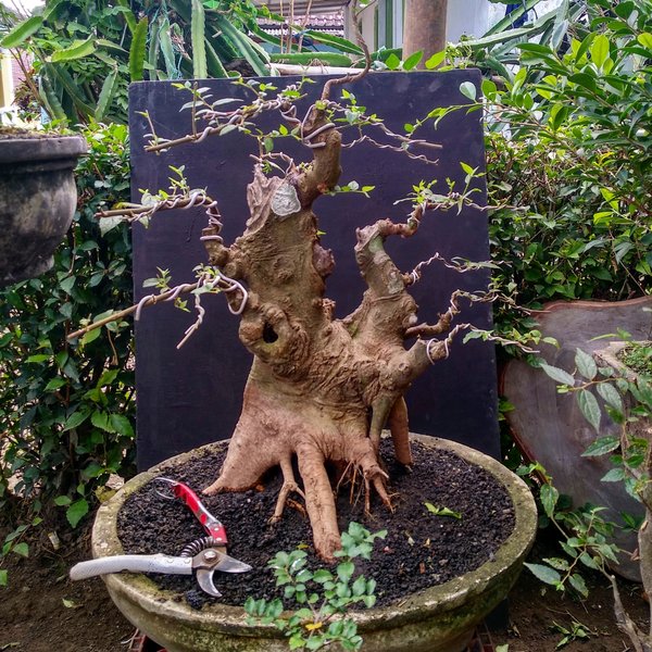 Detail Bonsai Pohon Bulu Nomer 30