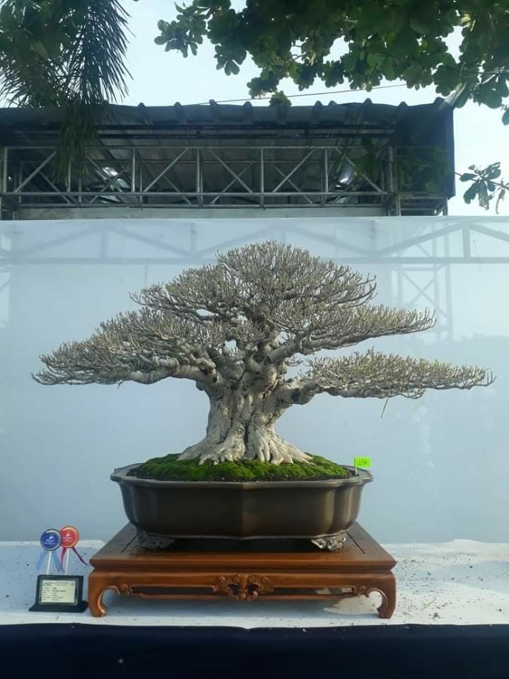 Detail Bonsai Pohon Bulu Nomer 33
