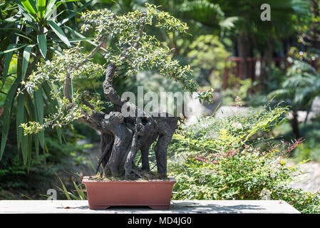 Detail Bonsai Pohon Bulu Nomer 52