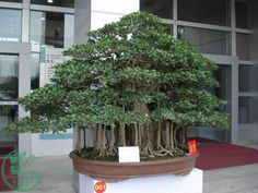 Detail Bonsai Pohon Bulu Nomer 8