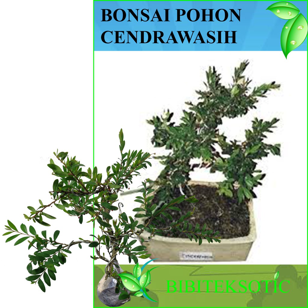 Detail Bonsai Pohon Cendrawasih Nomer 11