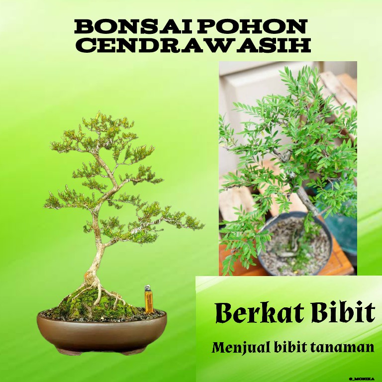 Detail Bonsai Pohon Cendrawasih Nomer 20