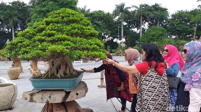 Detail Bonsai Pohon Gempol Nomer 12